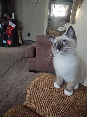 Name Siamese Cat Allie
