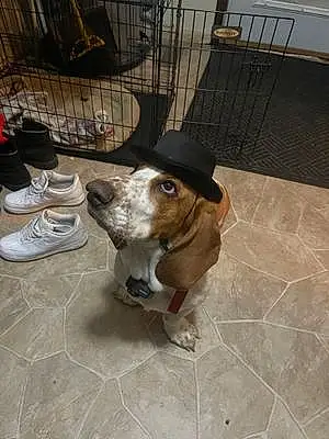 Name Basset Hound Dog Douglas