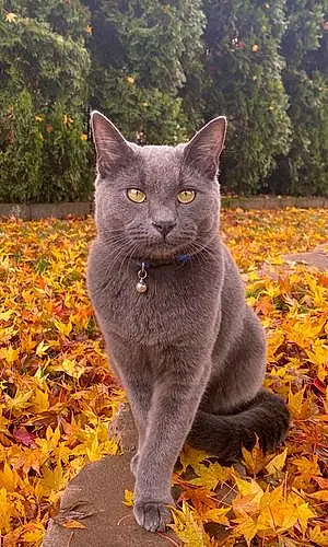 Name Russian Blue Cat Griffin