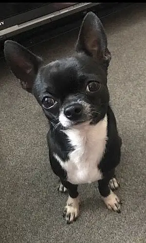 Name Chihuahua Dog Carlos