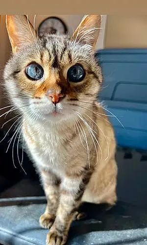 Name Bengal Cat Brady