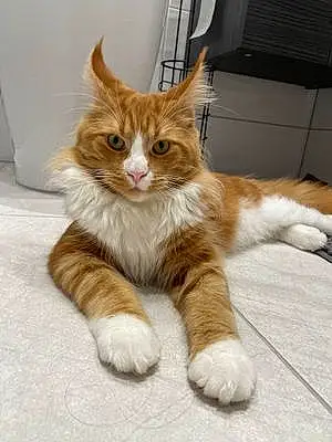 Name Maine Coon Cat Andre