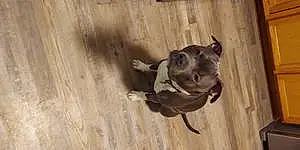 Name Pit Bull Terrier Dog Dax
