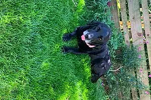 Name Labrador Retriever Dog Ebony
