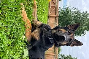 Name German Shepherd Dog Brody