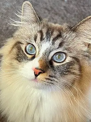 Name Ragdoll Cat Benjamin