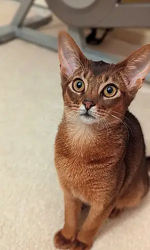 Name Abyssinian Cat Figgy
