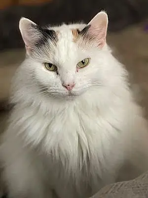 Name Cat Florence