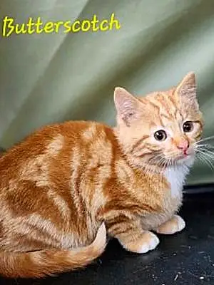 Name Tabby Cat Butterscotch