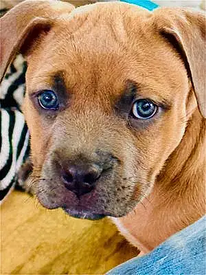Name Pit Bull Terrier Dog Charlee