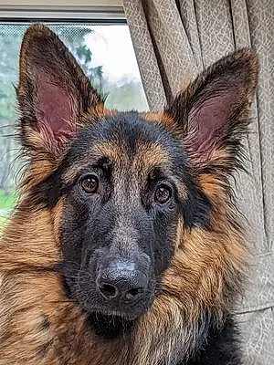 Name German Shepherd Dog Brock