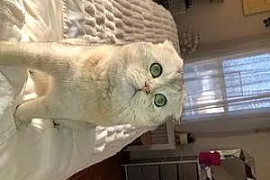 Name Scottish Fold Cat Benjamin