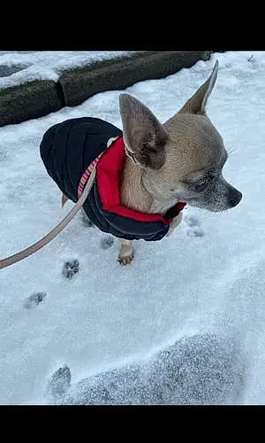 Name Chihuahua Dog Bindi