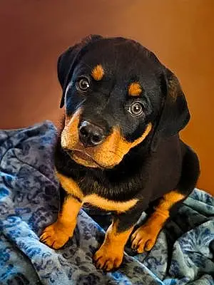 Name Rottweiler Dog Akasha