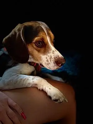 Name Beagle Dog Grogu