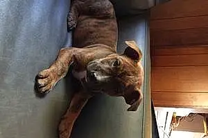 Name Pit Bull Terrier Dog Cujo