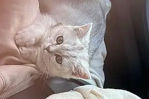 Name British Shorthair Cat Chibi