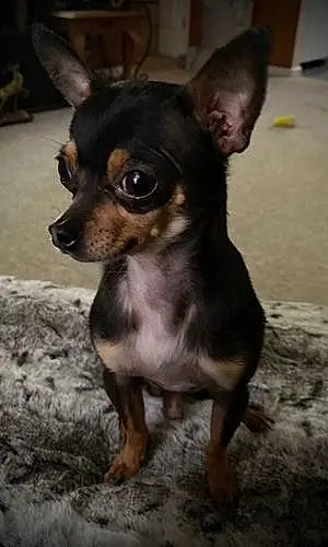 Name Chihuahua Dog Cruz