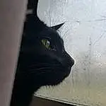 Head, Cat, Eyes, Window, Felidae, Carnivore, Small To Medium-sized Cats, Grey, Whiskers, Tints And Shades, Mesh, Snout, Door, Tree, Domestic Short-haired Cat, Terrestrial Animal, Furry friends, Black & White, Monochrome, Tail