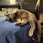 Cat, Felidae, Carnivore, Comfort, Grey, Whiskers, Small To Medium-sized Cats, Linens, Furry friends, Domestic Short-haired Cat, Tail, Bedding, Nap, Claw, Chair, Duvet, Armrest, Room, Bed, Sleep