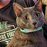 Cat, Russian blue, Felidae, Carnivore, Sleeve, Small To Medium-sized Cats, Whiskers, Grey, Snout, Domestic Short-haired Cat, Furry friends, Terrestrial Animal, Photo Caption