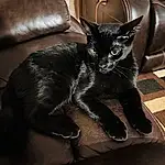 Cat, Furniture, Comfort, Felidae, Carnivore, Grey, Small To Medium-sized Cats, Whiskers, Snout, Bombay, Tail, Black cats, Room, Furry friends, Couch, Domestic Short-haired Cat, Living Room, Sitting, Paw