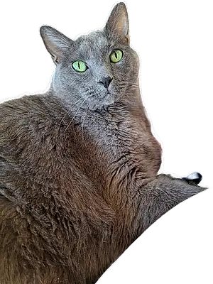 Chartreux Cat Thor