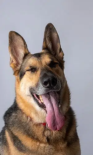Name German Shepherd Dog Floyd