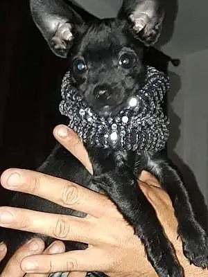 Name Chihuahua Dog Cole