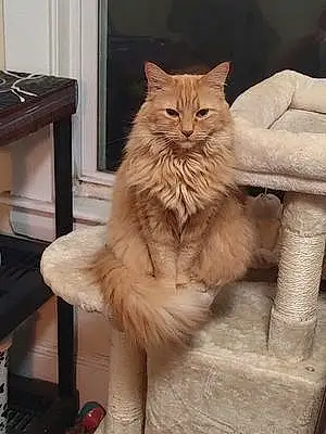 Name Maine Coon Cat Butterscotch