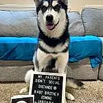 Dog, Carnivore, Companion dog, Dog breed, Dog Supply, Font, Working Animal, Furry friends, Rectangle, Paw, Sled Dog, Photo Caption, Working Dog, Square, Foot, Couch, Non-sporting Group