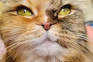 Name Persian Cat Charm