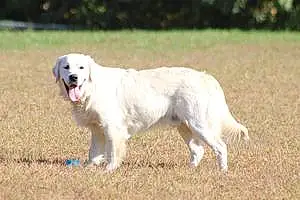 Name Golden Retriever Dog Bobo