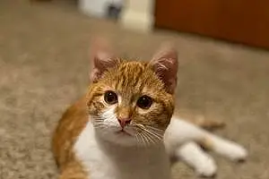 Name Tabby Cat Carl