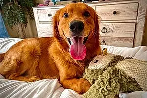 Name Golden Retriever Dog Forrest