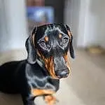 Dog, Carnivore, Companion dog, Dog breed, Whiskers, Working Animal, Hound, Canidae, Terrestrial Animal, Working Dog, Dachshund, Composite Material, Hunting Dog, Puppy
