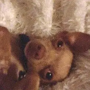 Name Chihuahua Dog Chopper