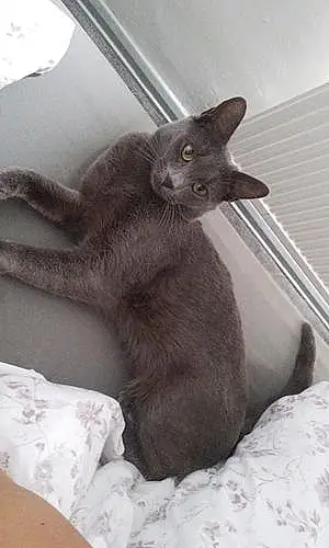 Name Russian Blue Cat Benson