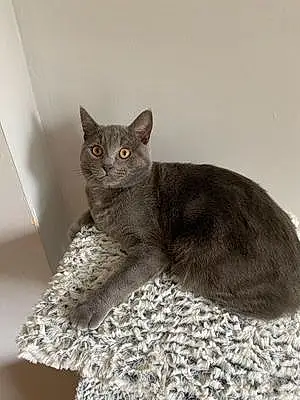 Name British Shorthair Cat Fizzy