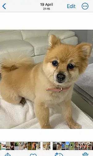 Name Pomeranian Dog Candy