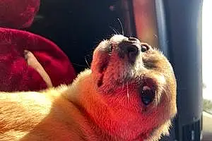 Name Chihuahua Dog Carly