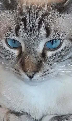 Name Cat Coraline