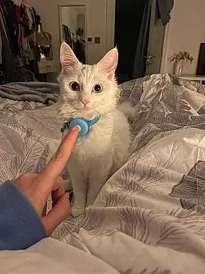 Turkish Angora Cat Lana