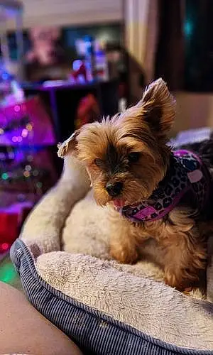 Name Yorkshire Terrier Dog Carly