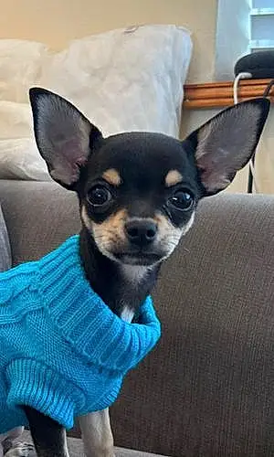 Name Chihuahua Dog Bernard