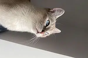 Name Siamese Cat Gin