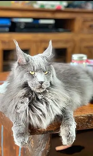Name Maine Coon Cat Brian