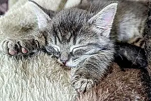 Name Cat Gray