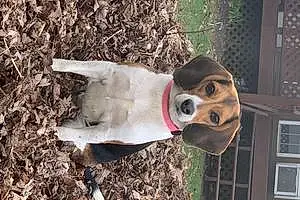 Name Beagle Dog Abby