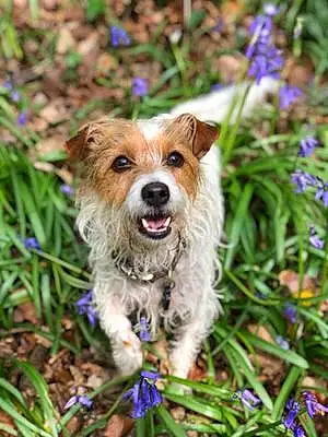 Name Jack Russell Dog Aggie